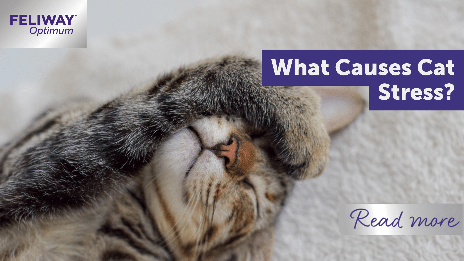 What causes cat stress?