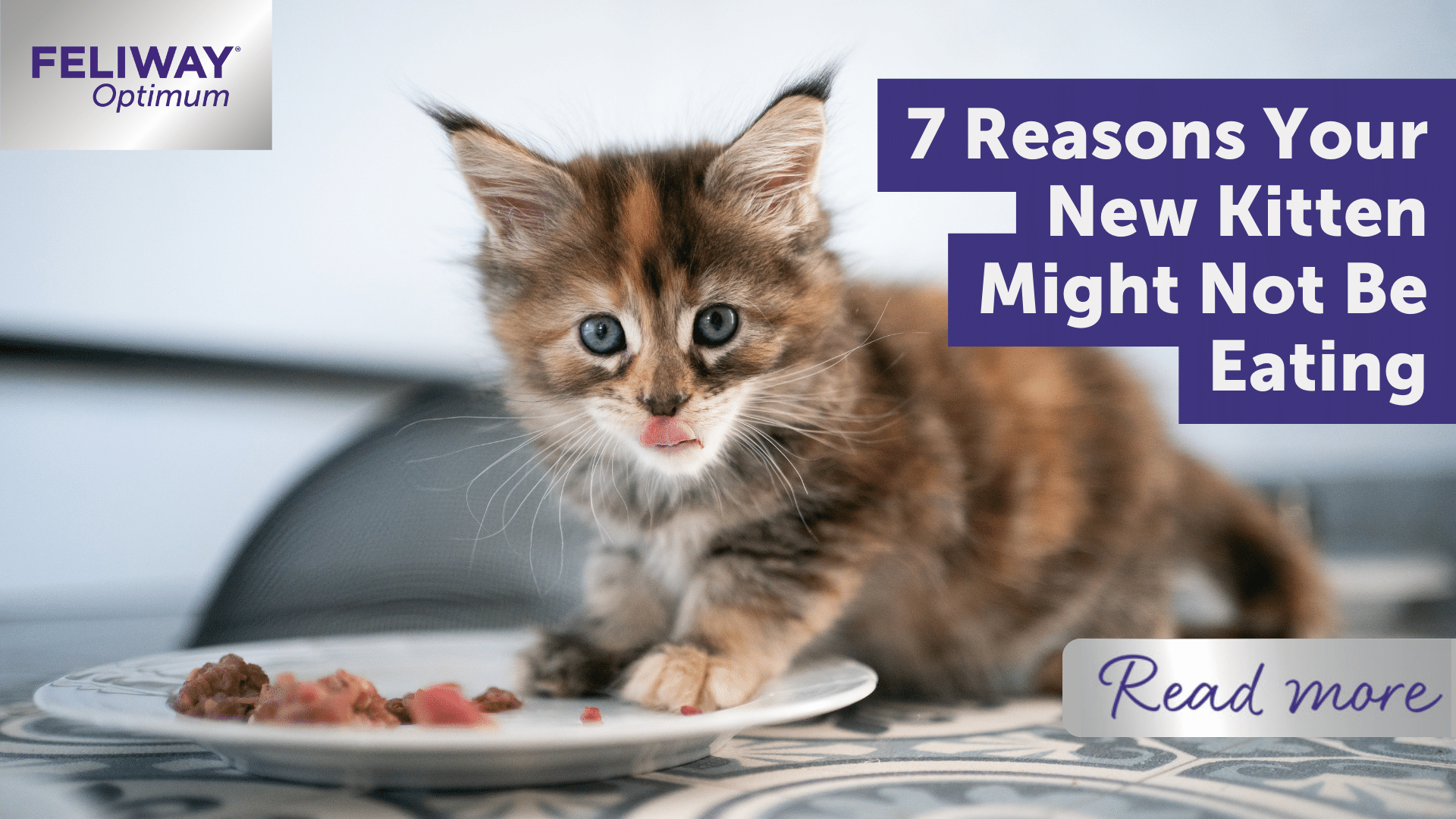 7 Reasons Your New Kitten Might Not Be Eating