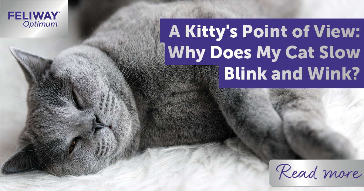 A Kitty's Point of View: Why Does My Cat Slow Blink and Wink?
