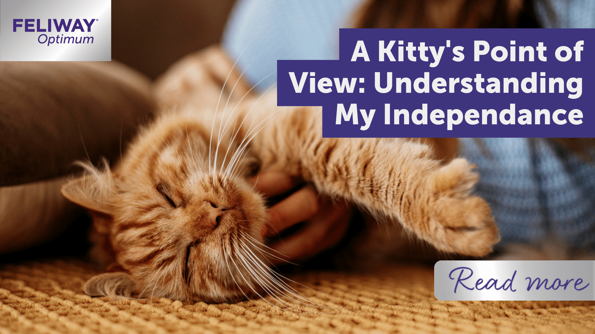 A Kitty's Point of View: Understanding My Independence!