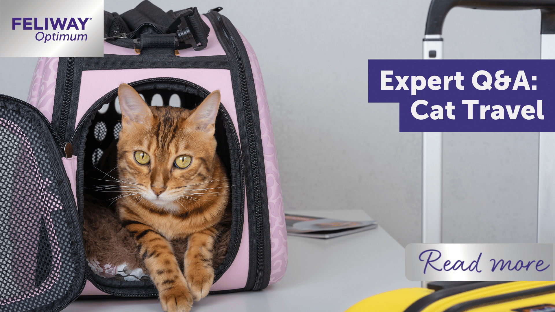 Expert Q&A: Cat Travel