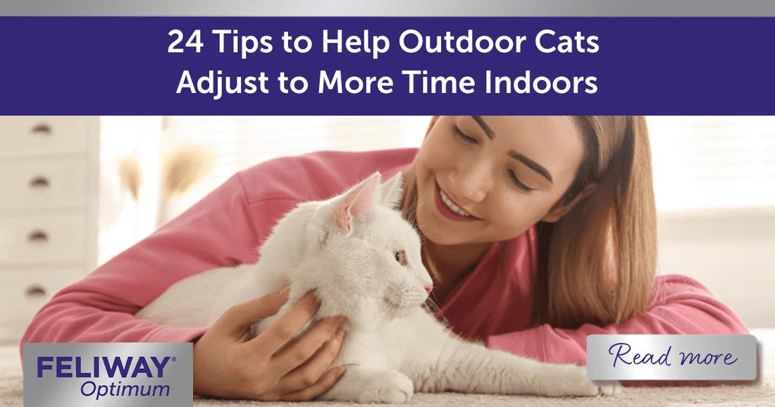 24 Tips to Help Outdoor Cats Adjust to More Time Indoors