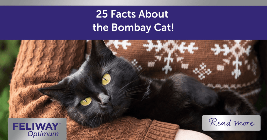25 Facts About the Bombay Cat!