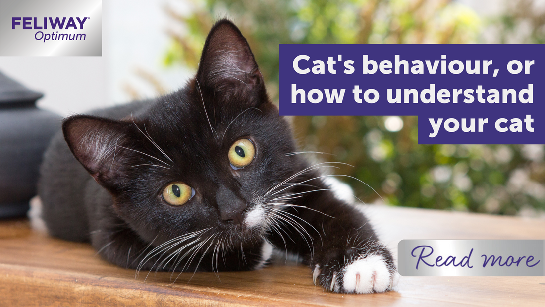 Cat's behaviour, or how to understand your cat