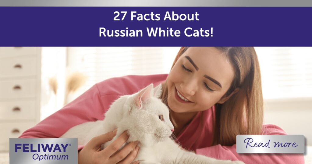 27 Facts About Russian White Cats!