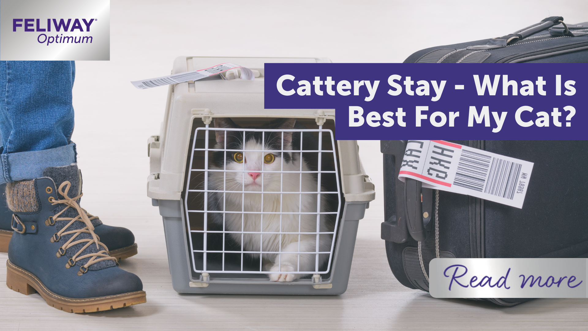 Cattery Stay - What Is Best For My Cat?