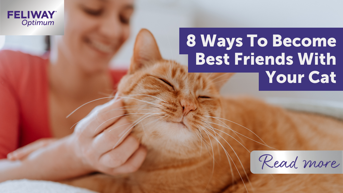 8 ways to become best friends with your¬†cat