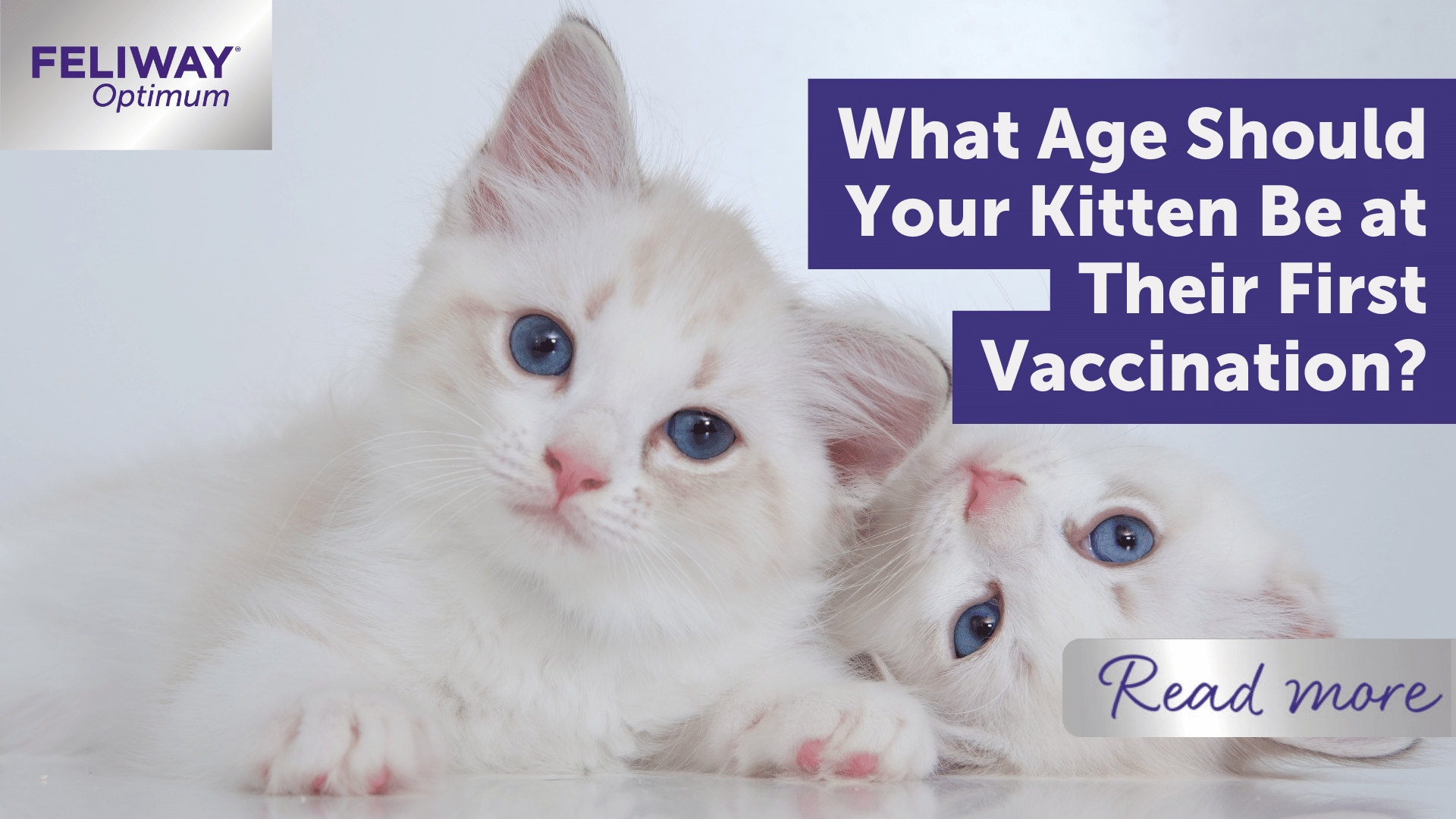 What Age Should Your Kitten Be At Their First Vaccination?