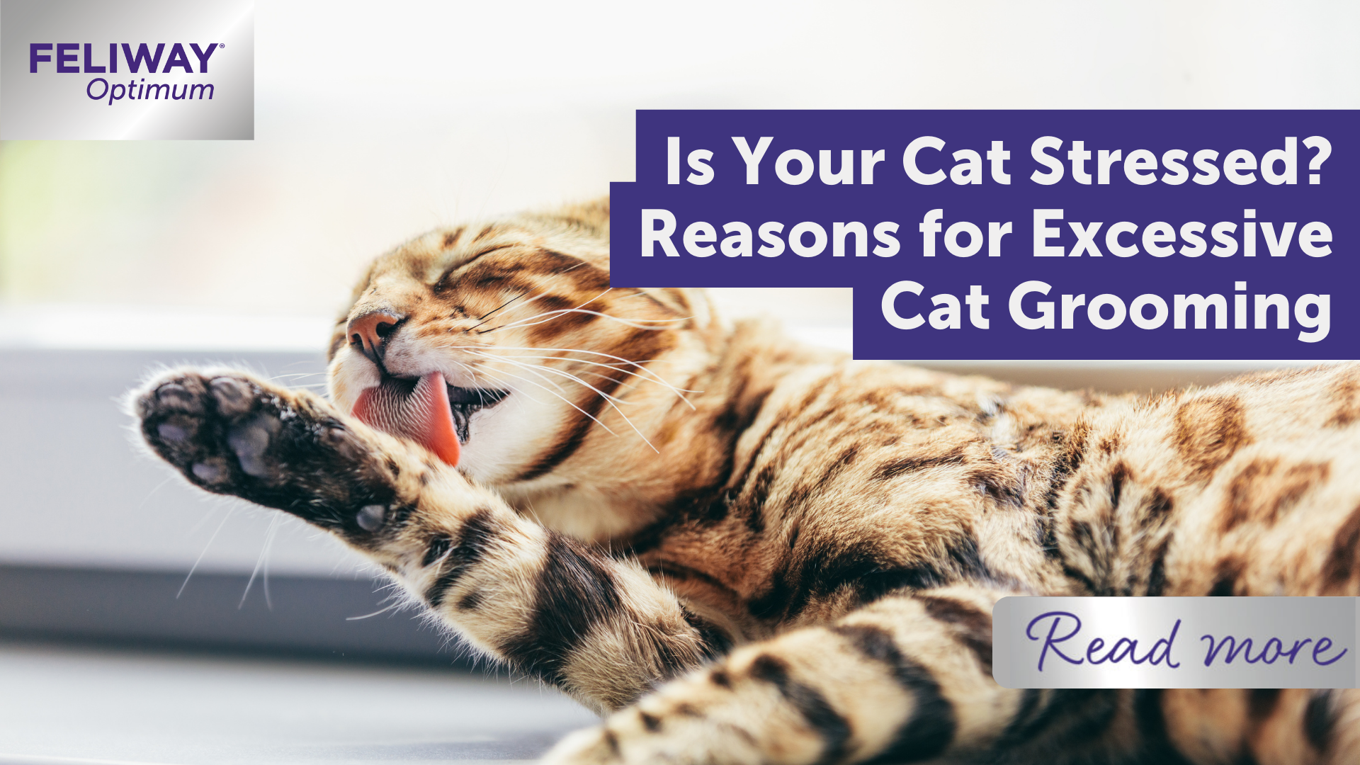 Is Your Cat Stressed? Reasons For Excessive Cat Grooming