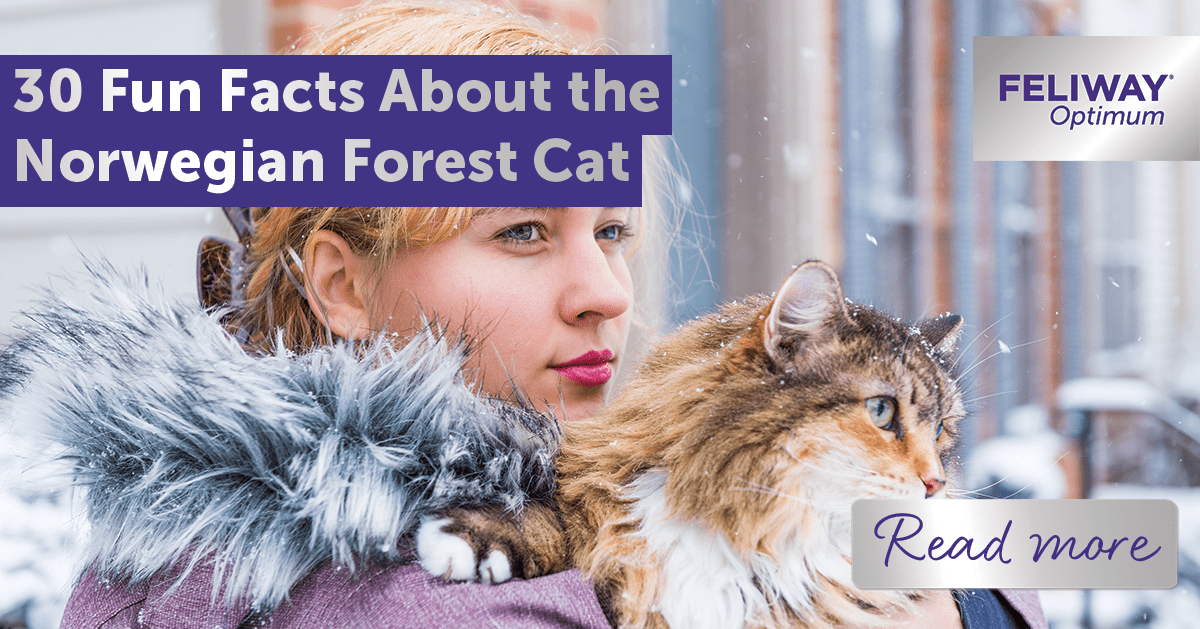 30 Fun Facts About the Norwegian Forest Cat