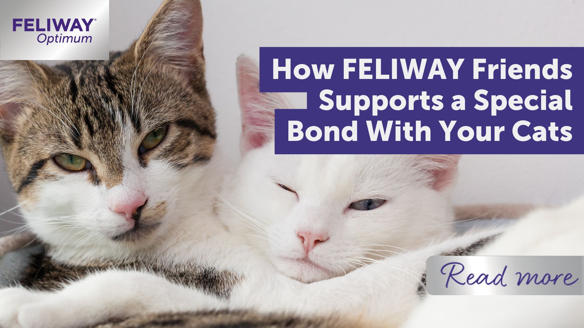 How FELIWAY Friends Supports a Special Bond With Your Cats