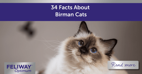 Facts about Birman Cats