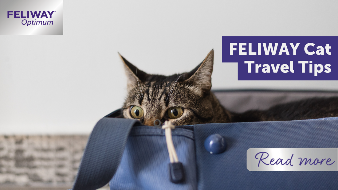 Feliway Cat Travel Tips
