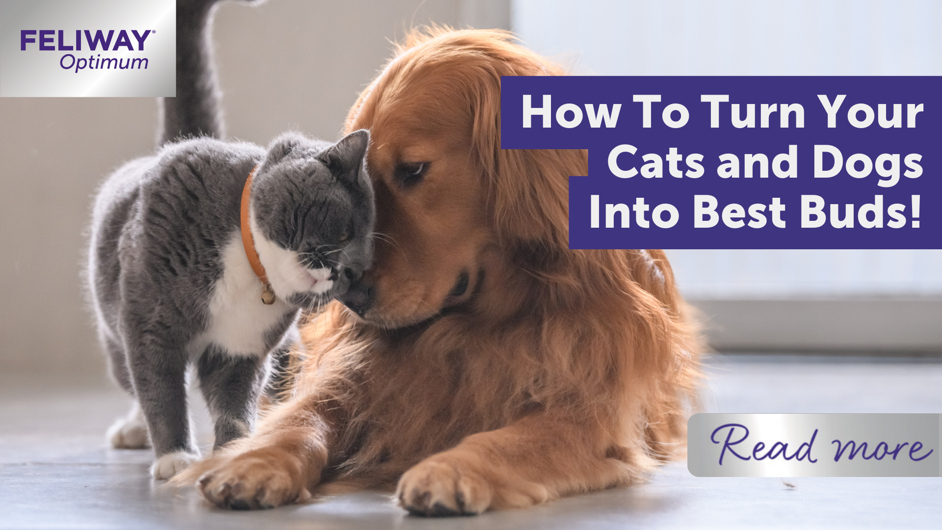 How to turn your cats and dogs into best buds!
