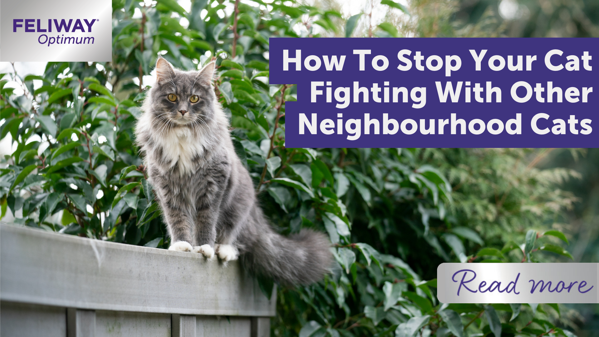 How To Stop Your Cat Fighting With Other Neighbourhood Cats