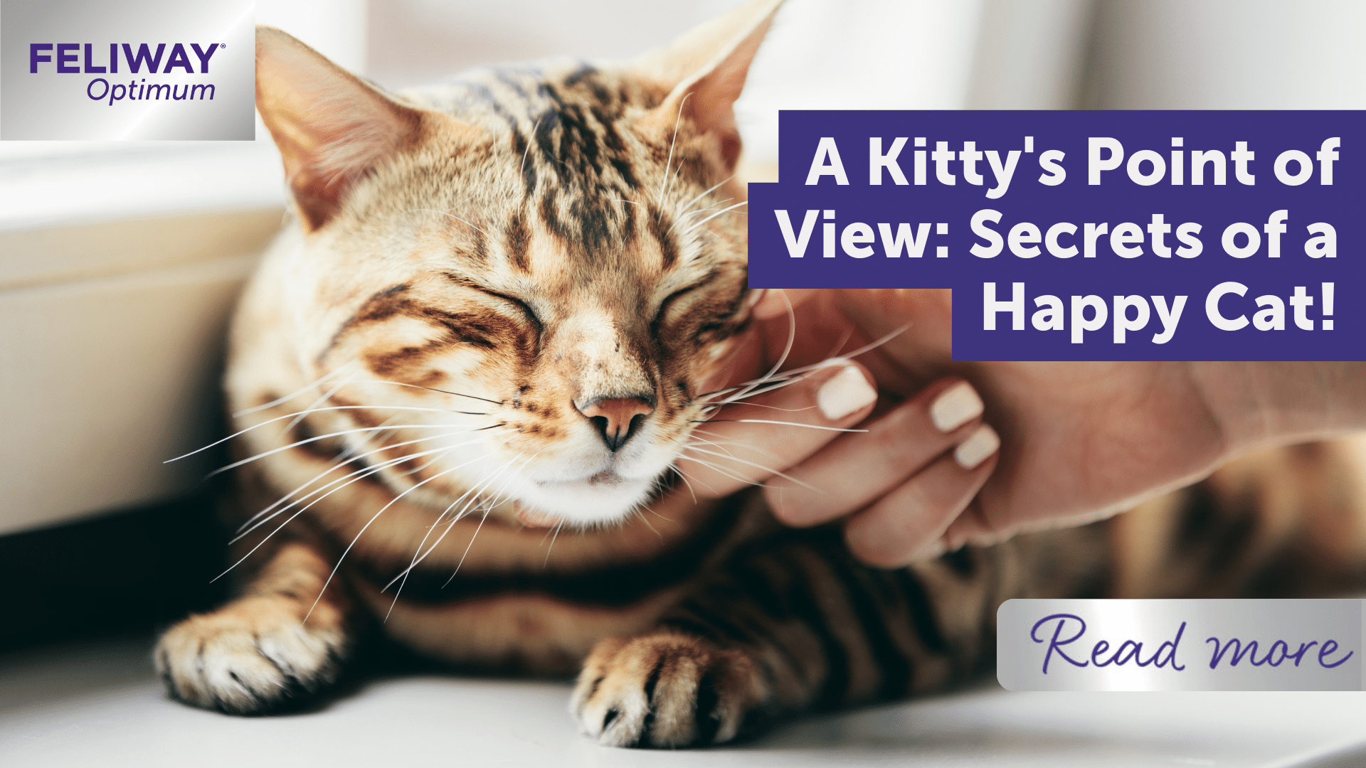 A Kitty's Point of View: Secrets of a Happy Cat!