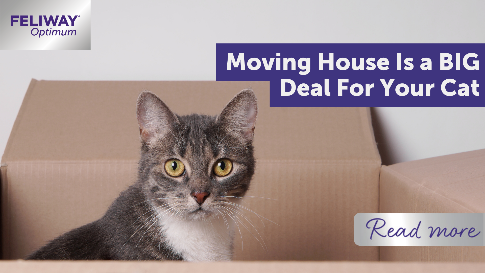 Moving house is a BIG deal for your cat