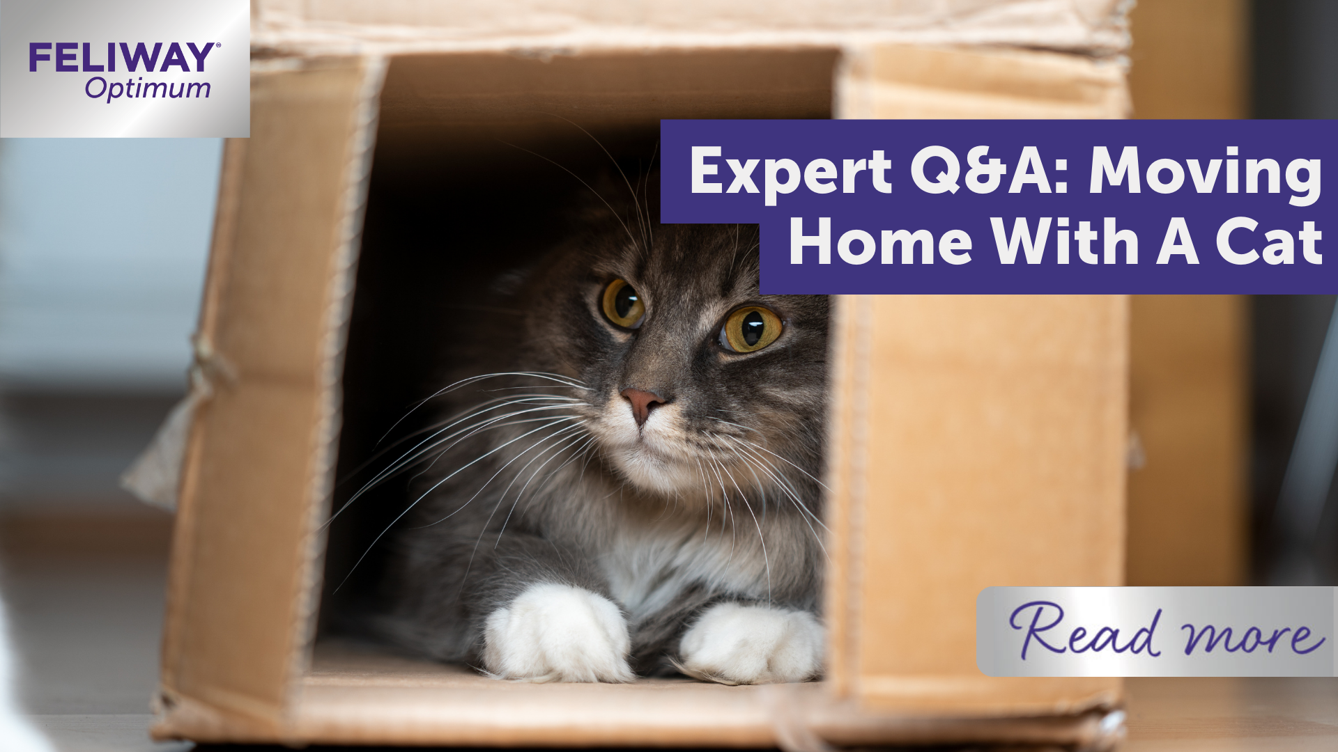 Expert Q&A: Moving¬†Home With A Cat