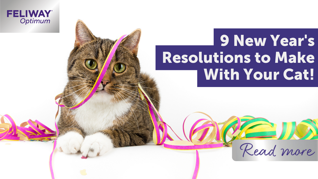 9 New Year‚Äôs Resolutions to Make With Your Cat!