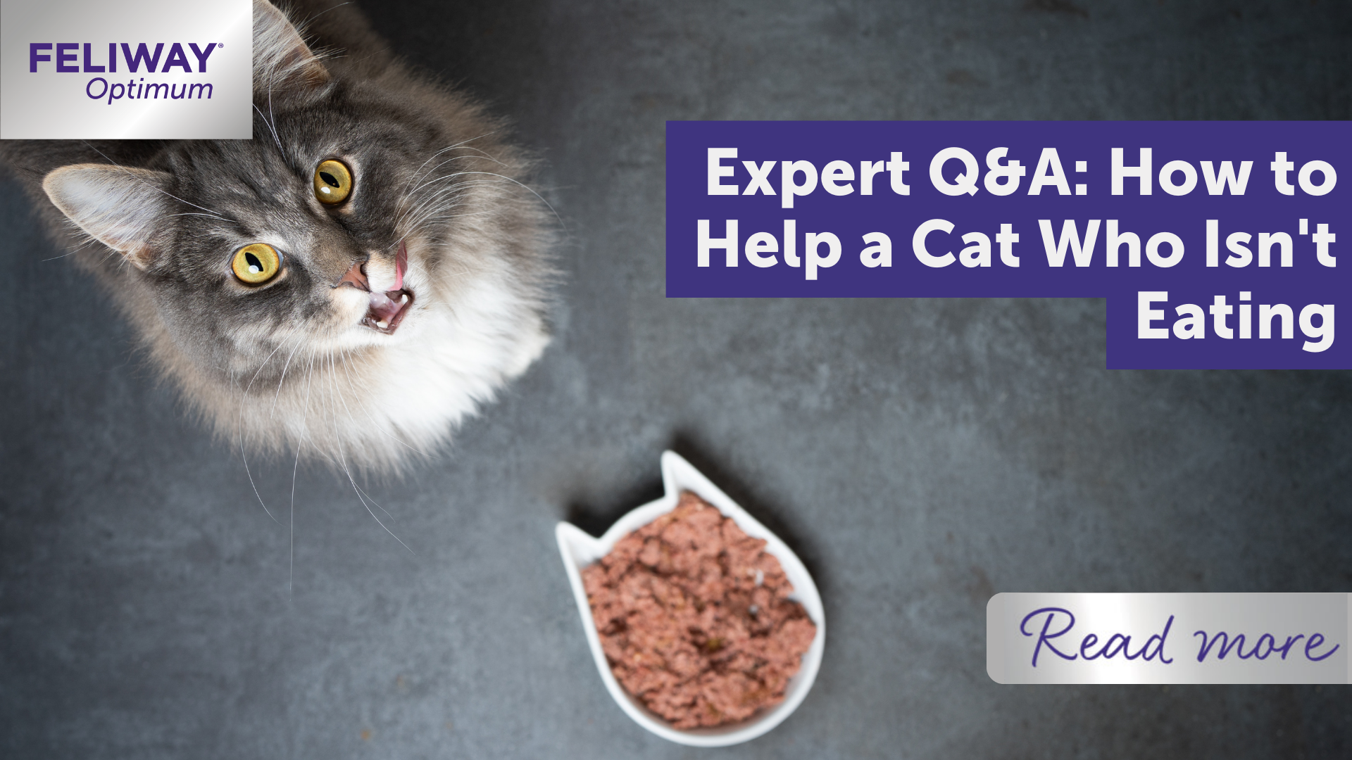Expert Q&A: How to help a cat who isn't eating