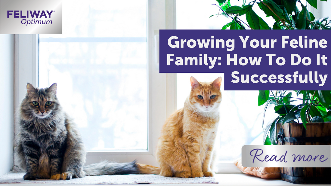Growing your feline family: How to do it successfully