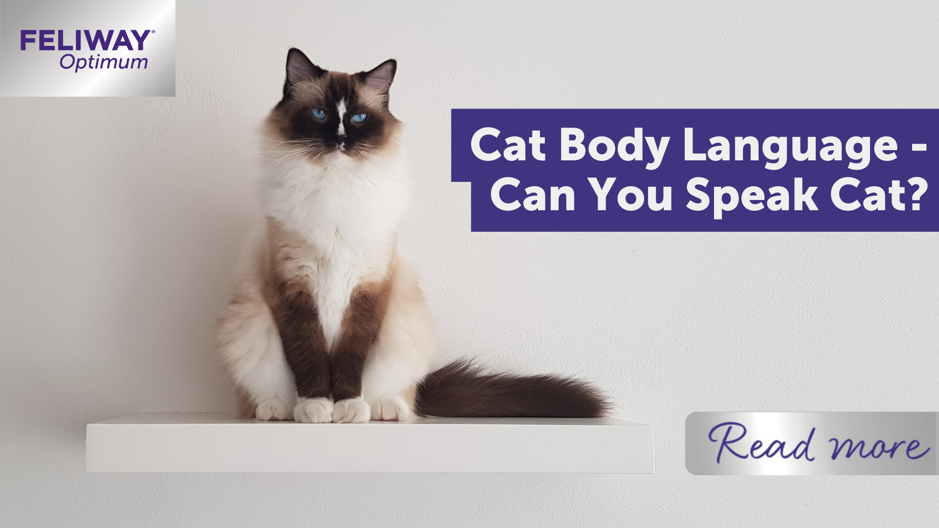 Cat Body Language - Can You Speak Cat? | FELIWAY