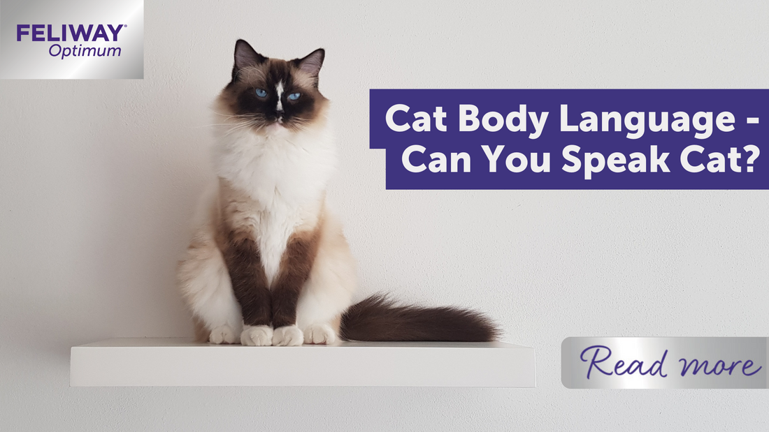 Cat Body Language - Can You Speak Cat?