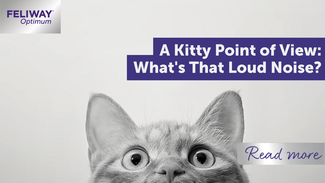 A Kitty‚Äôs point of view: What's that loud noise?