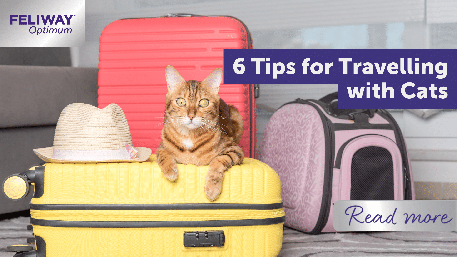 6 Tips For Travelling With Cats