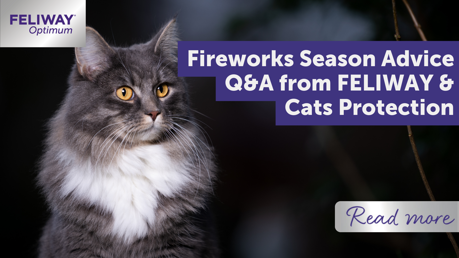 Fireworks Season Advice Q&A from FELIWAY¬Æ & Cats Protection