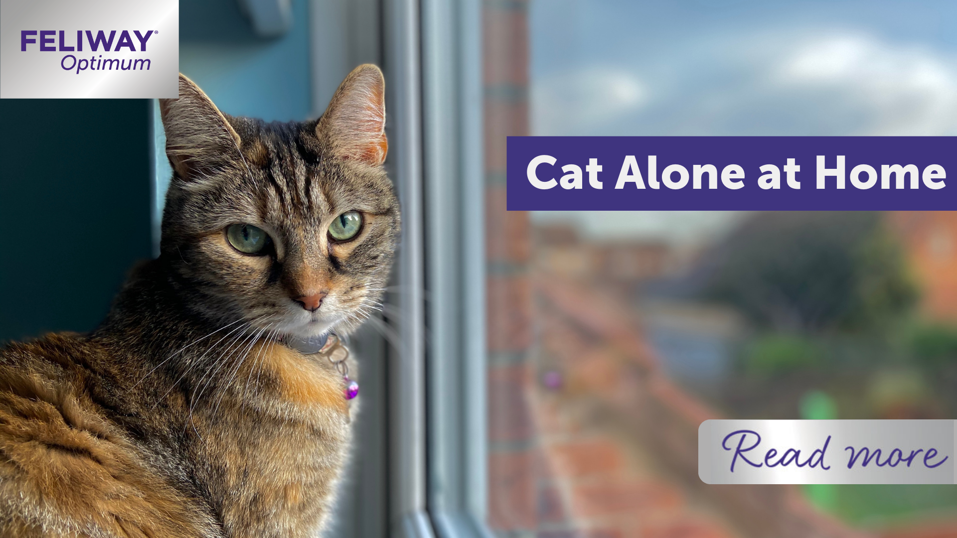 Cat Alone at Home