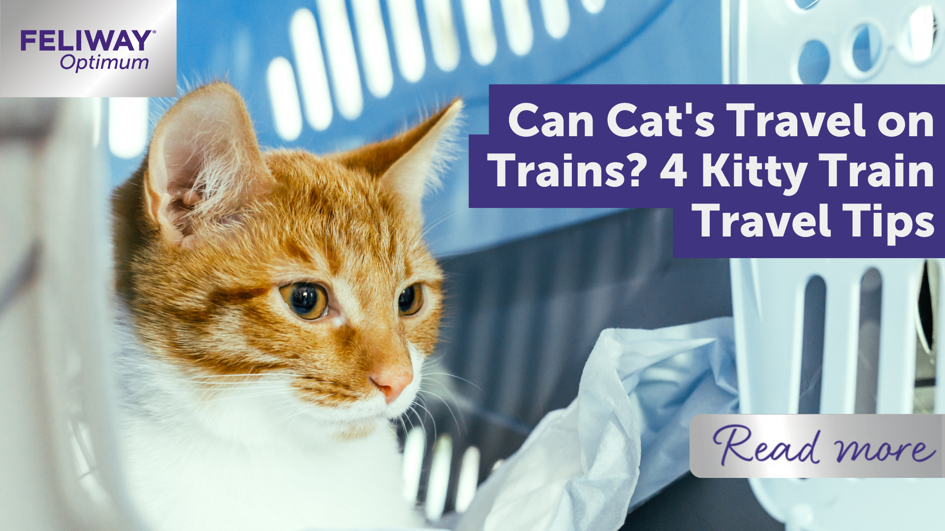 Can Cat's Travel on Trains? 4 Kitty Train Travel Tips