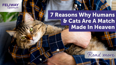 7 Reasons Why Humans & Cats Are A Match Made In Heaven