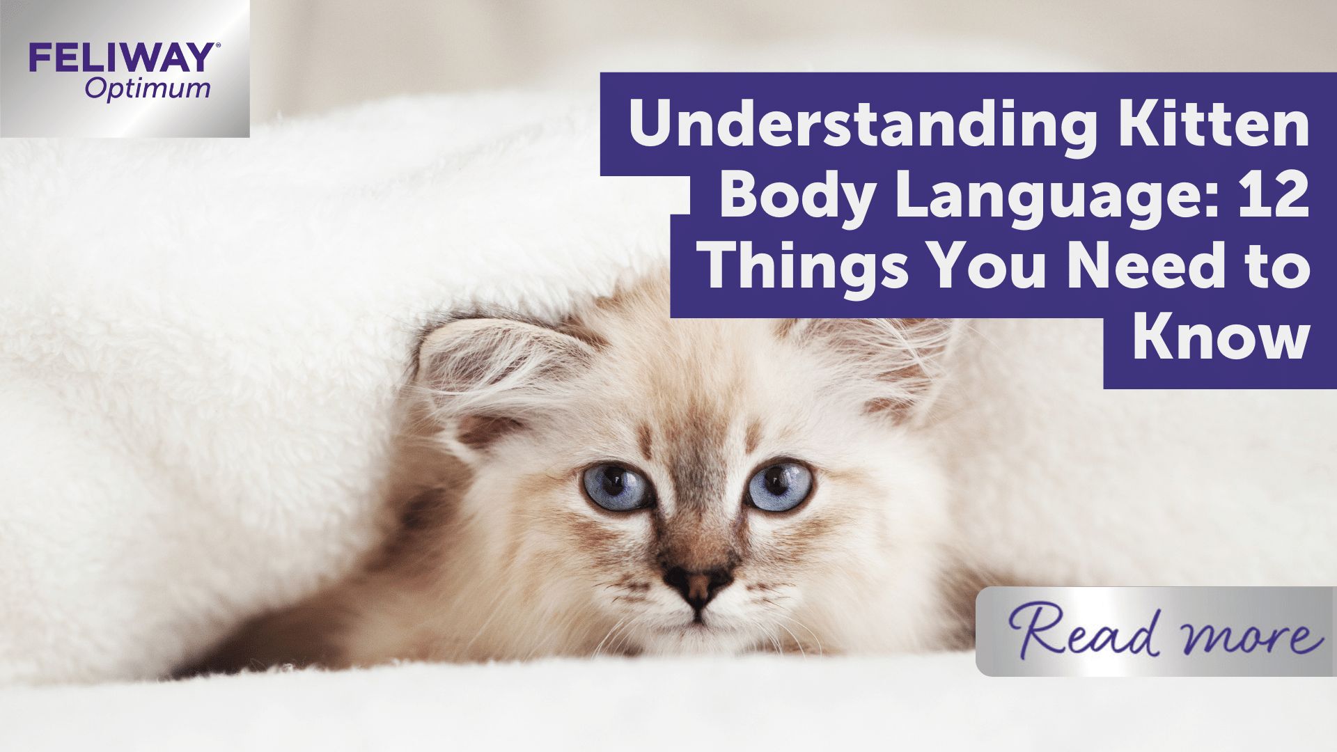 Understanding Kitten Body Language: 12 Things You Need to Know!