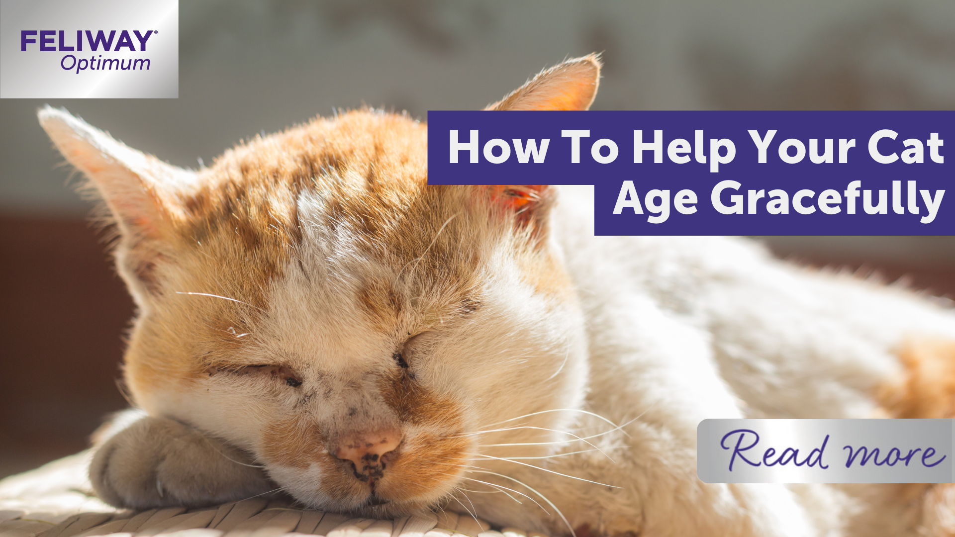 How To Help Your Cat Age Gracefully