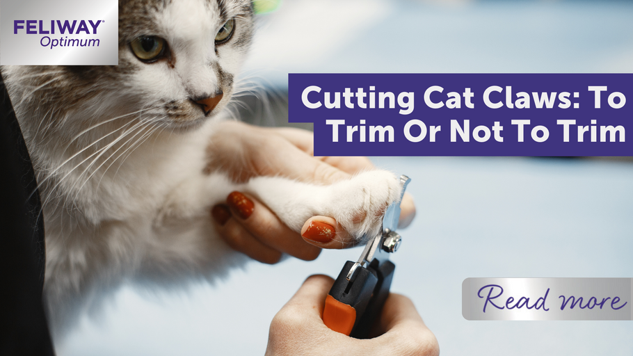 What To Do if Your Cat Won't Let You Trim Their Nails - Cats.com