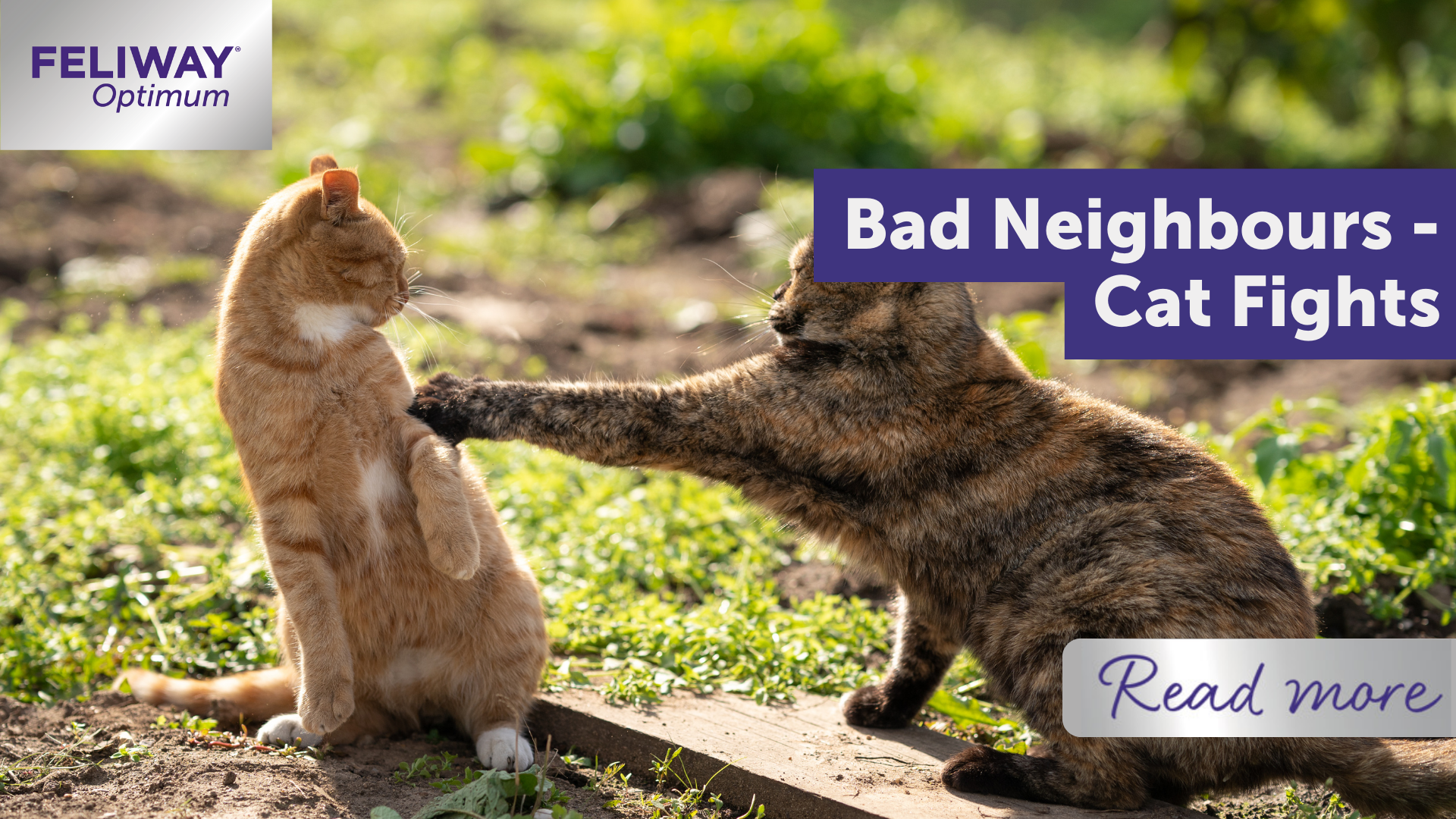 Bad Neighbours - Cat Fights