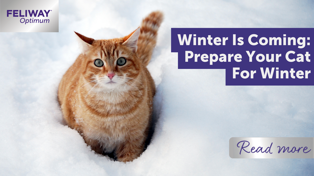 Winter Is Coming: Prepare Your Cat For Winter