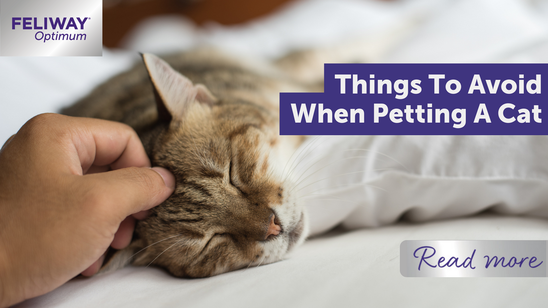 Things to avoid when petting a cat