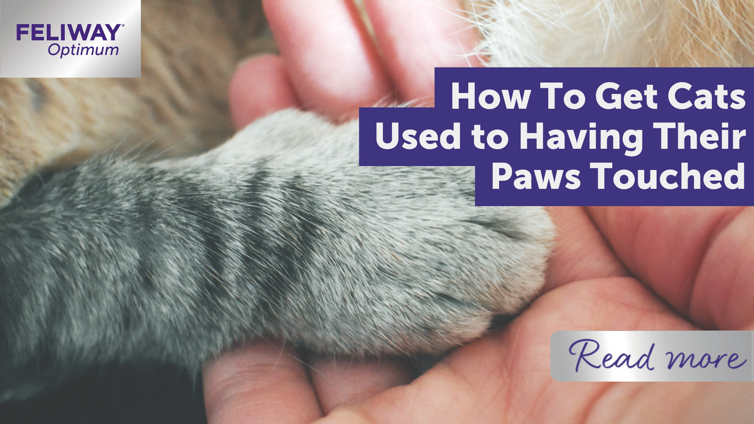 HOW TO GET CATS USED TO HAVING THEIR PAWS TOUCHED Feliway UK