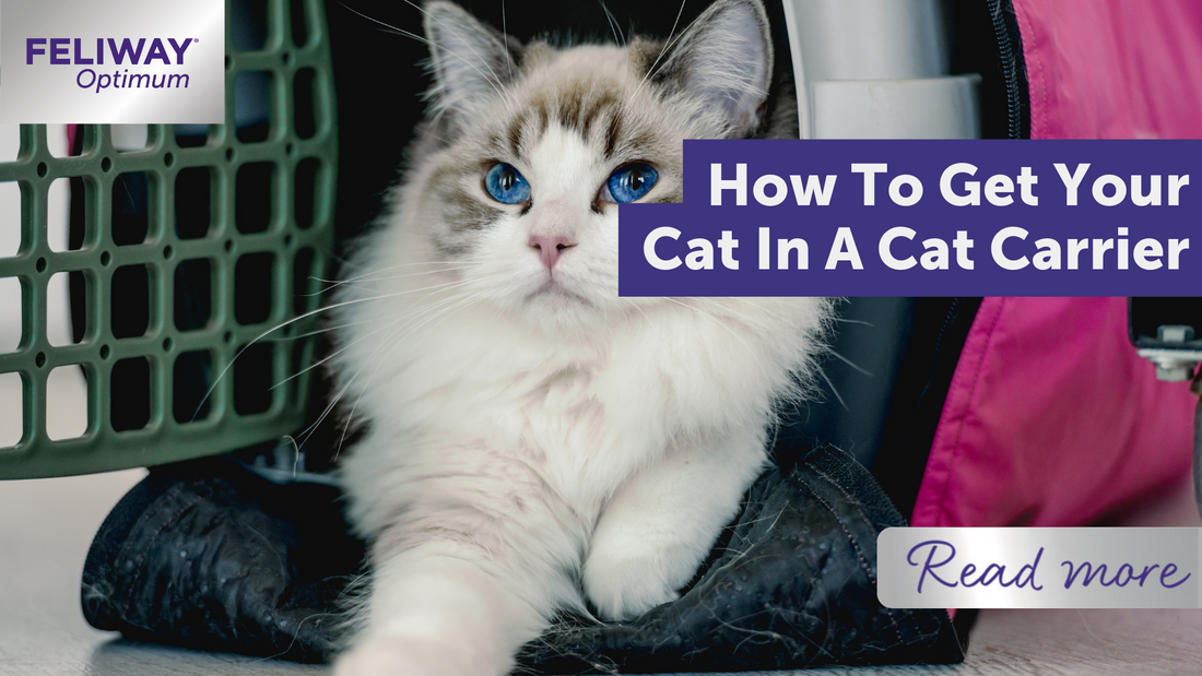 How to get your cat in a cat carrier