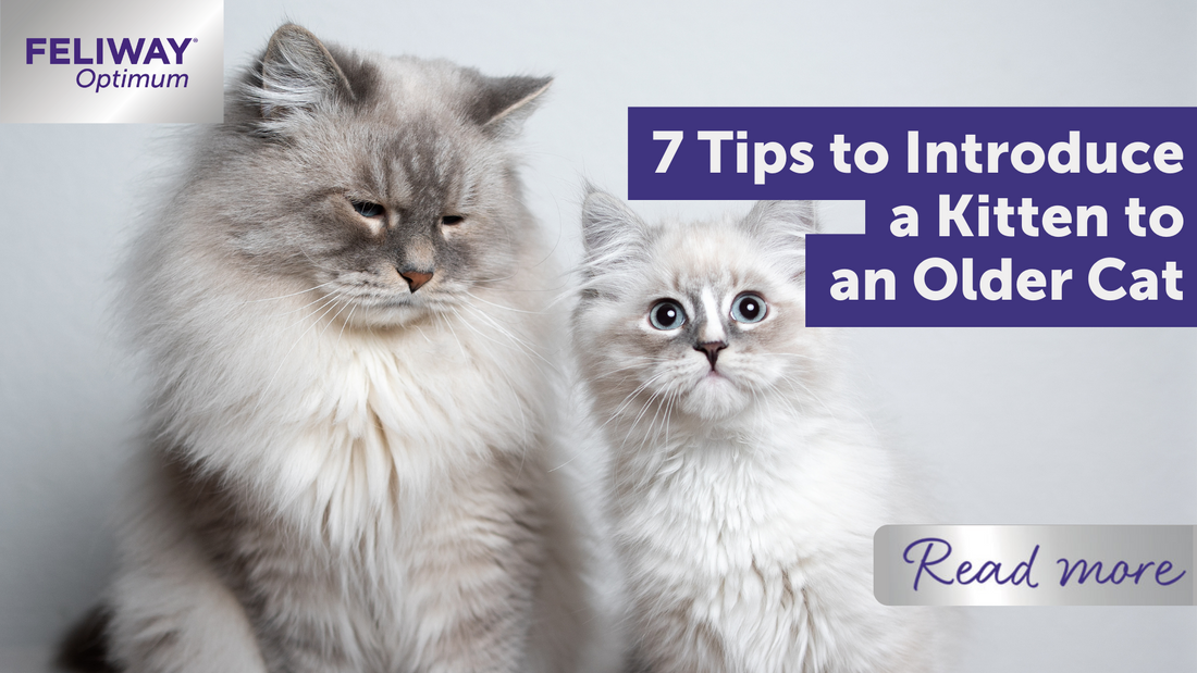 7 Tips to Introduce a Kitten to an Older Cat