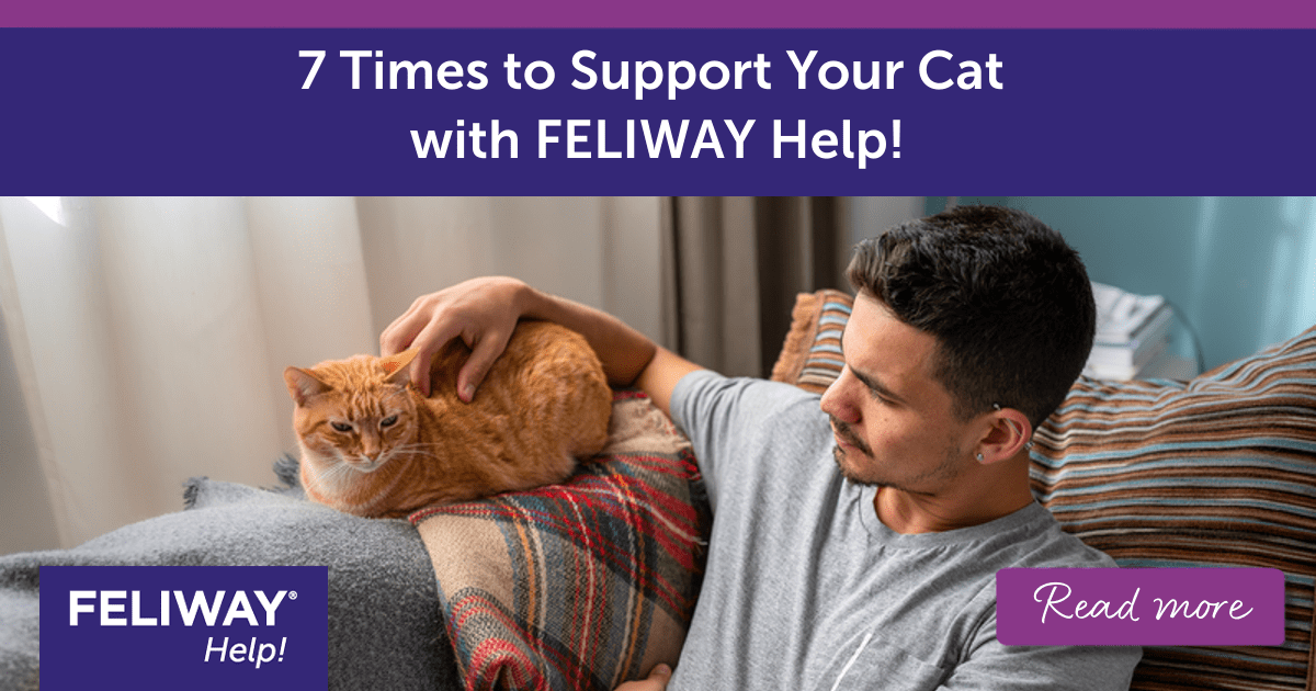 7 Times to Support your Cat with FELIWAY Help!