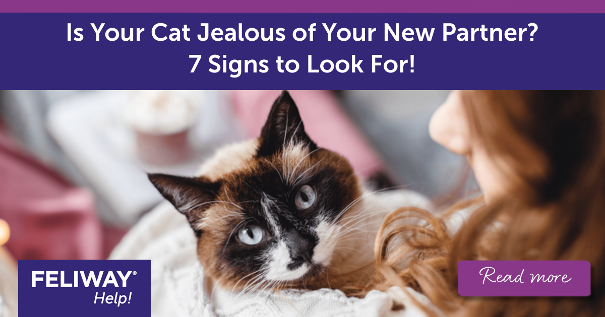 Is Your Cat Jealous of Your New Partner? 7 Signs to Look For!