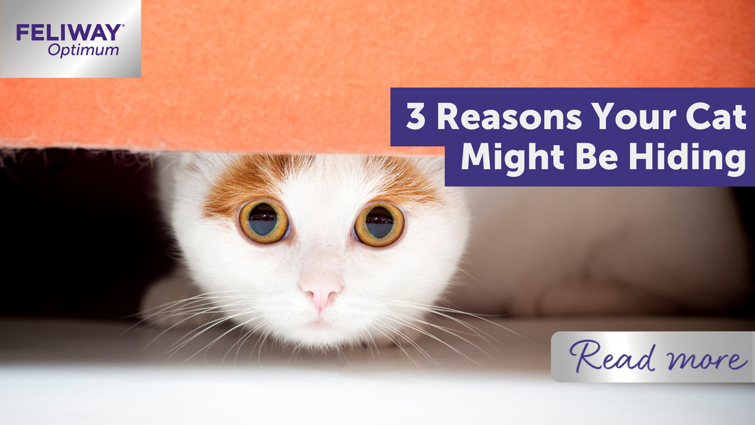 3 Reasons Your Cat Might Be Hiding