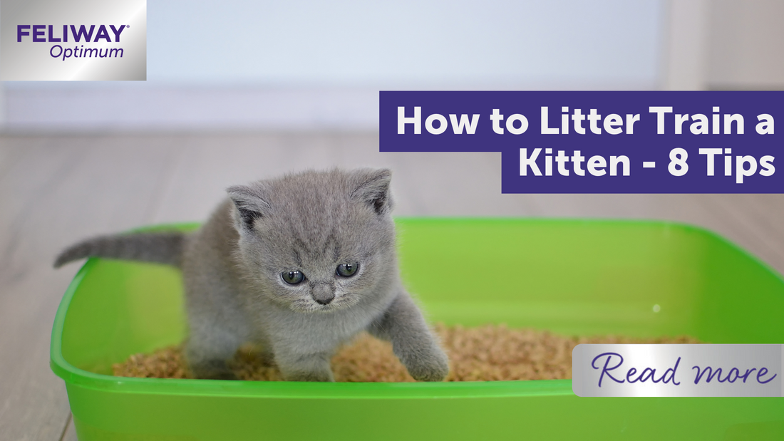 How to Litter Train a Kitten - 8 Tips