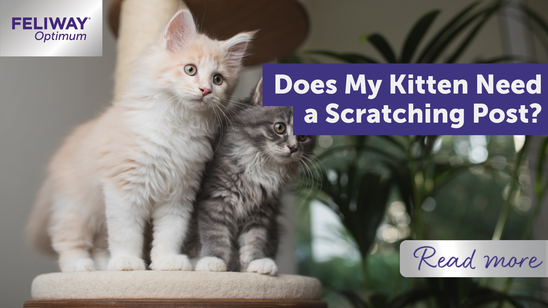 Does My Kitten Need a Scratching Post?