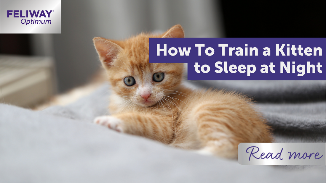 How To Train a Kitten to Sleep at Night