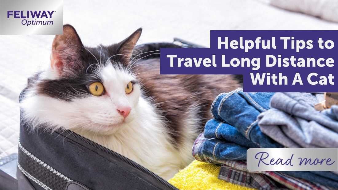 Helpful Tips to Travel Long Distance With A Cat