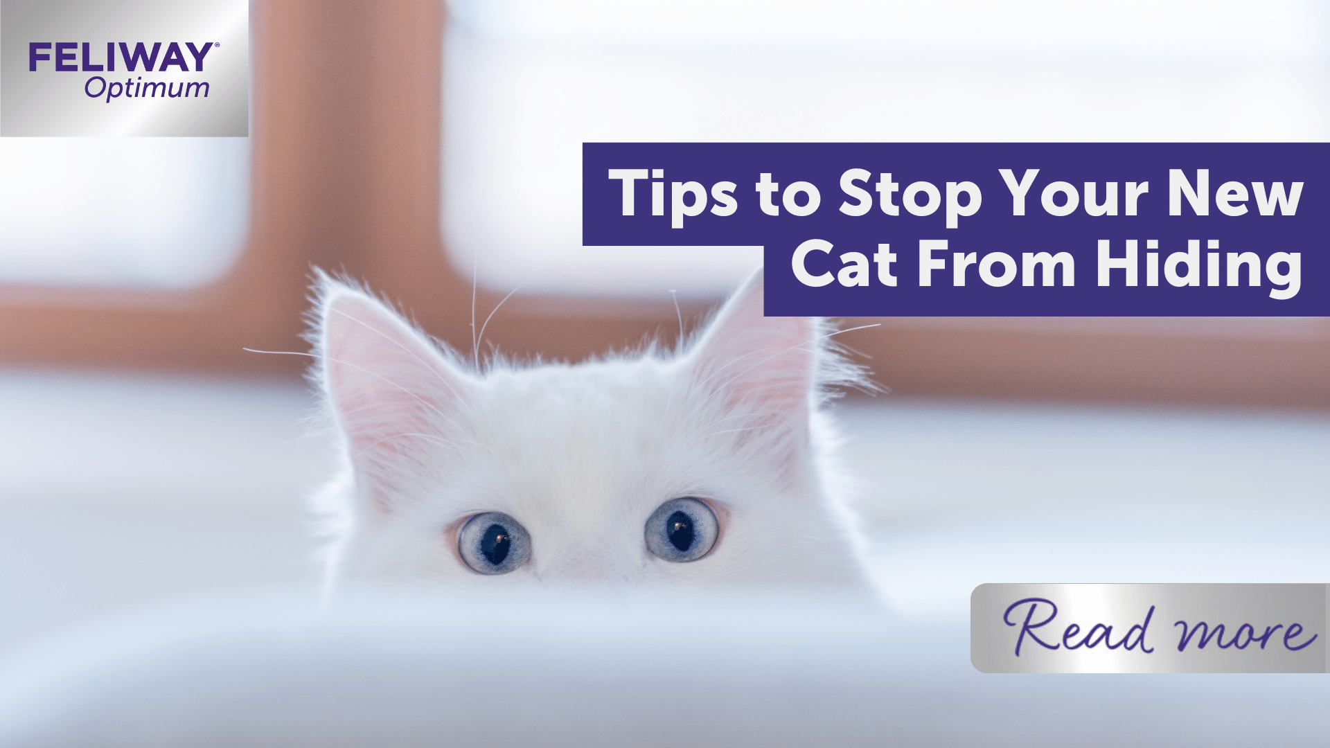 Tips To Stop Your New Cat from Hiding